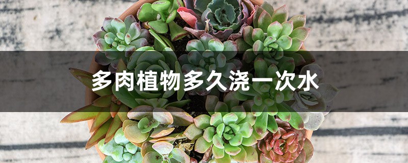 多肉植物多久浇一次水 多肉植物多久浇一次水