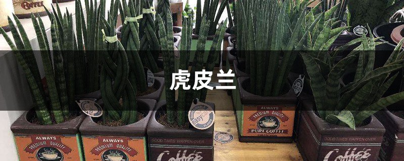虎皮兰喝点小酒肉汤,一长就是2米高,拦都拦不住! 虎皮兰喝点小酒肉汤,一长就是2米高,拦都拦不住!