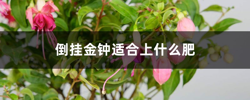 倒挂金钟适合上什么肥 倒挂金钟适合上什么肥