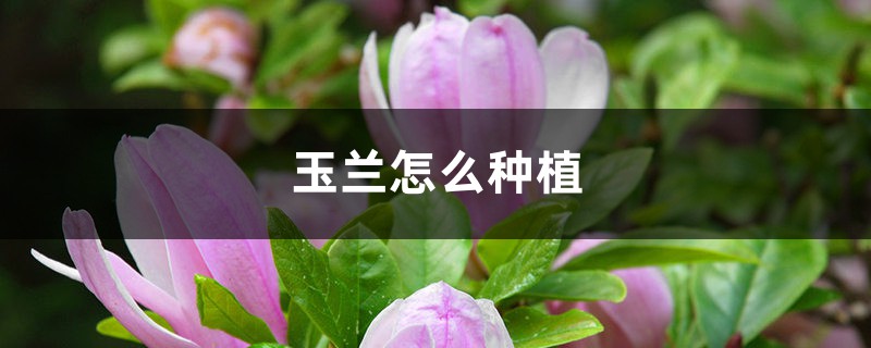 玉兰怎么种植 玉兰怎么种植