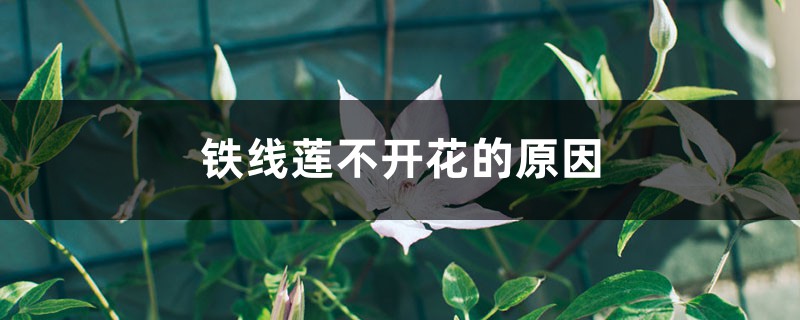 铁线莲不开花的原因 铁线莲不开花的原因