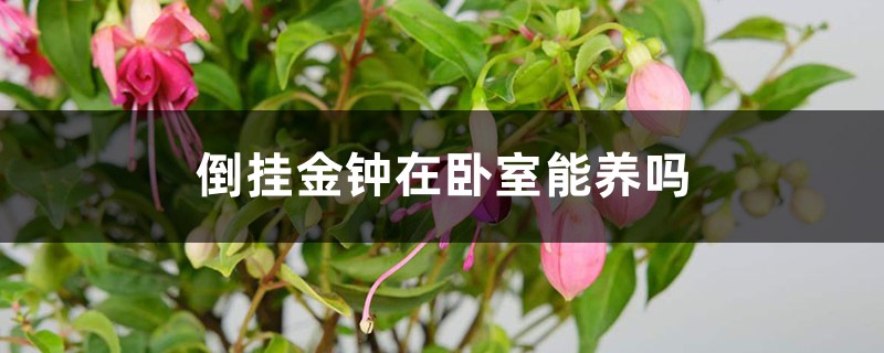 倒挂金钟在卧室能养吗 倒挂金钟在卧室能养吗