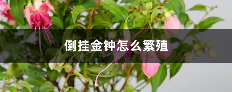倒挂金钟怎么繁殖 倒挂金钟怎么繁殖
