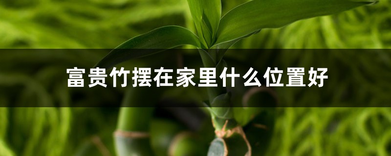 富贵竹摆在家里什么位置好 富贵竹摆在家里什么位置好