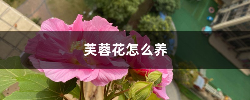 芙蓉花怎么养 芙蓉花怎么养