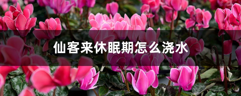 仙客来休眠期怎么浇水 仙客来休眠期怎么浇水