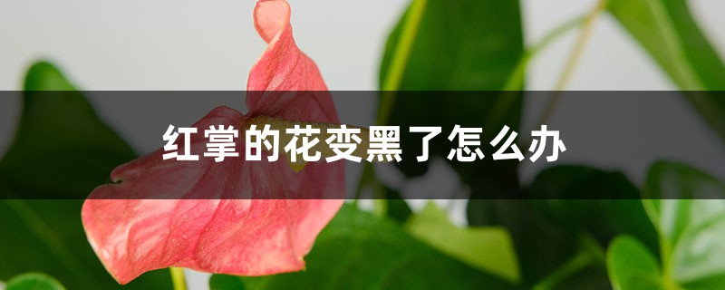 红掌的花变黑了怎么办 红掌的花变黑了怎么办