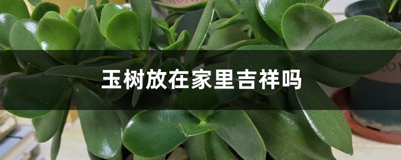 玉树放在家里吉祥吗 玉树放在家里吉祥吗
