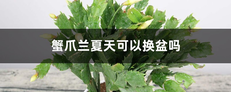 蟹爪兰夏天可以换盆吗 蟹爪兰夏天可以换盆吗