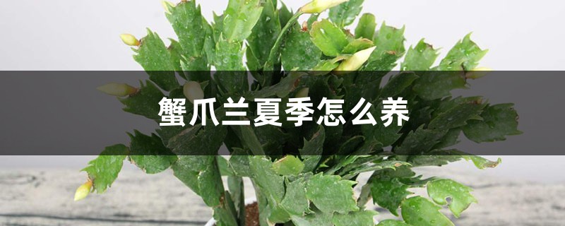 蟹爪兰夏季怎么养 蟹爪兰夏季怎么养