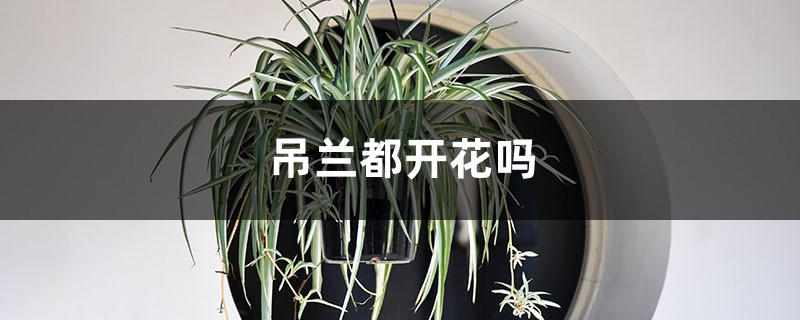 吊兰都开花吗 吊兰都开花吗