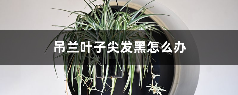 吊兰叶子尖发黑怎么办 吊兰叶子尖发黑怎么办