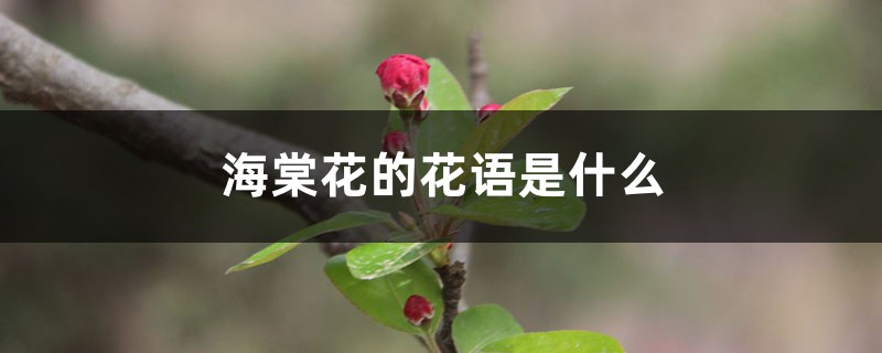 海棠花的花语是什么 海棠花的花语是什么