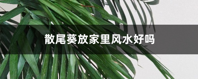 散尾葵放家里风水好吗 散尾葵放家里风水好吗