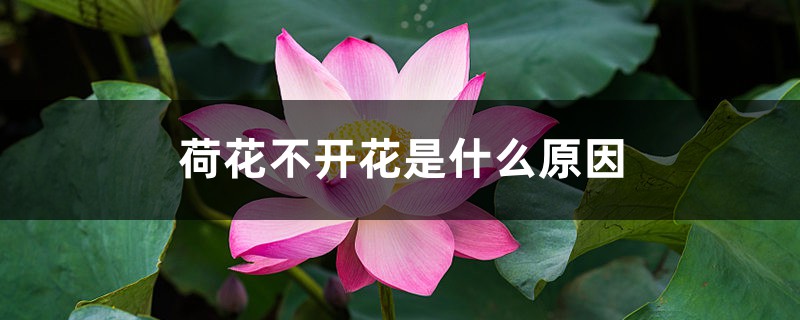 荷花不开花是什么原因 荷花不开花是什么原因