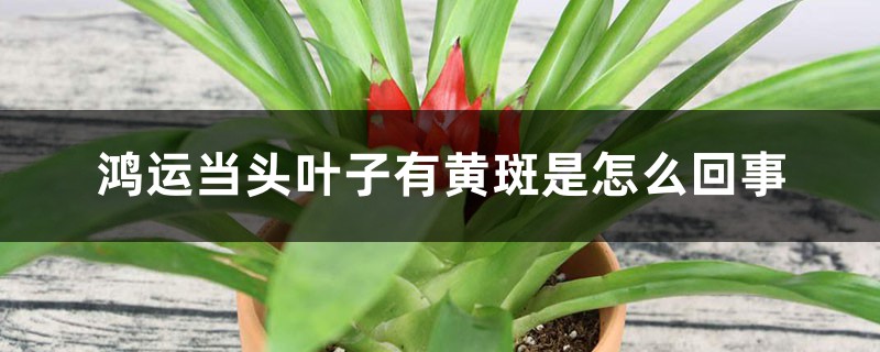 鸿运当头叶子有黄斑是怎么回事 鸿运当头叶子有黄斑是怎么回事