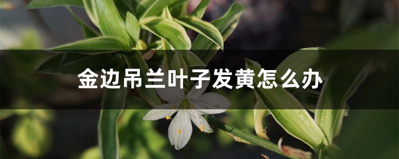 金边吊兰叶子发黄怎么办 金边吊兰叶子发黄怎么办