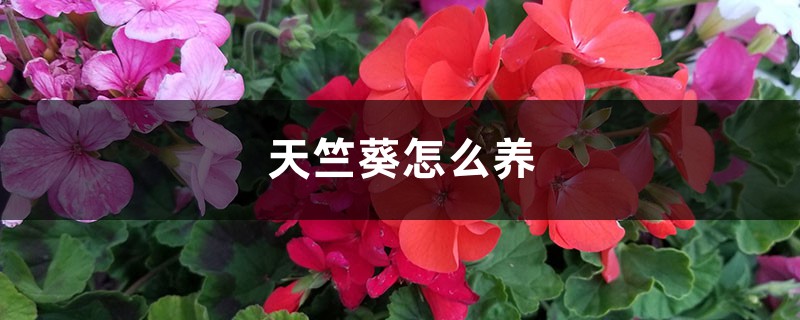 天竺葵怎么养 天竺葵怎么养
