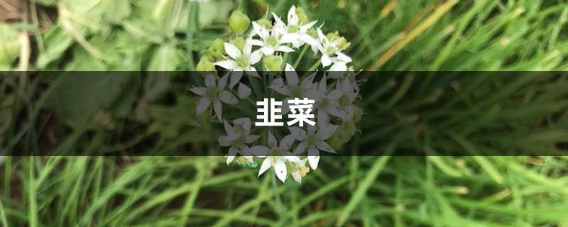 小区人人种韭菜,3天发芽,10天就能割一茬! 小区人人种韭菜,3天发芽,10天就能割一茬!