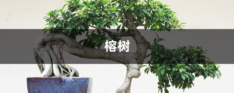 “榕树”也能当盆栽?那当然,还特别好养,摆在家里可有气势了 “榕树”也能当盆栽?那当然,还特别好养,摆在家里可有气势了