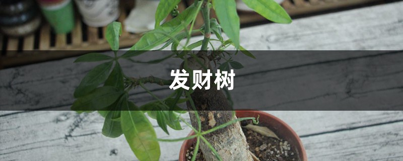 发财树养养就“烂根”,用消毒水一泡,枝叶能长更健壮! 发财树养养就“烂根”,用消毒水一泡,枝叶能长更健壮!