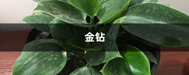 金钻净化效果如同“吸尘器”,越养叶子还能更油亮! 金钻净化效果如同“吸尘器”,越养叶子还能更油亮!