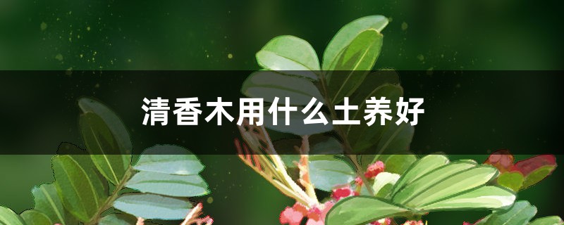 清香木用什么土养好 清香木用什么土养好