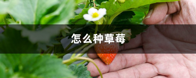 怎么种草莓 怎么种草莓