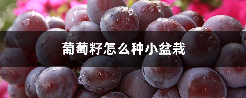 葡萄籽怎么种小盆栽 葡萄籽怎么种小盆栽