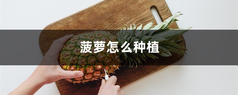 菠萝怎么种植 菠萝怎么种植