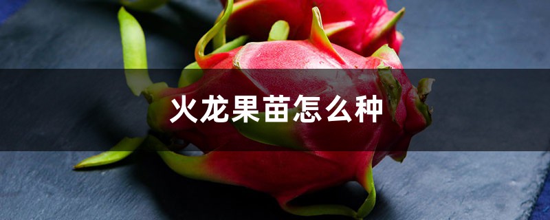 火龙果苗怎么种 火龙果苗怎么种
