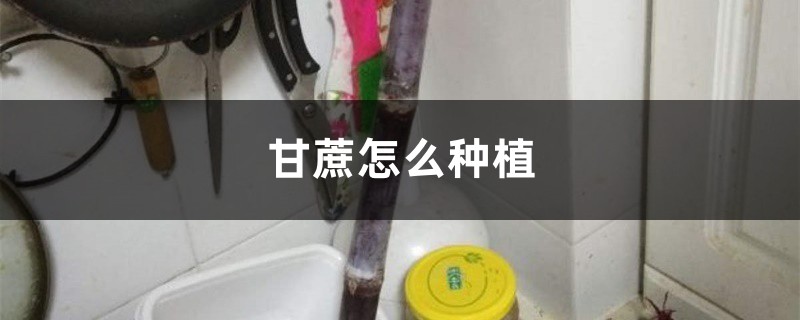 甘蔗怎么种植 甘蔗怎么种植
