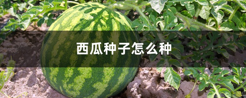 西瓜种子怎么种 西瓜种子怎么种