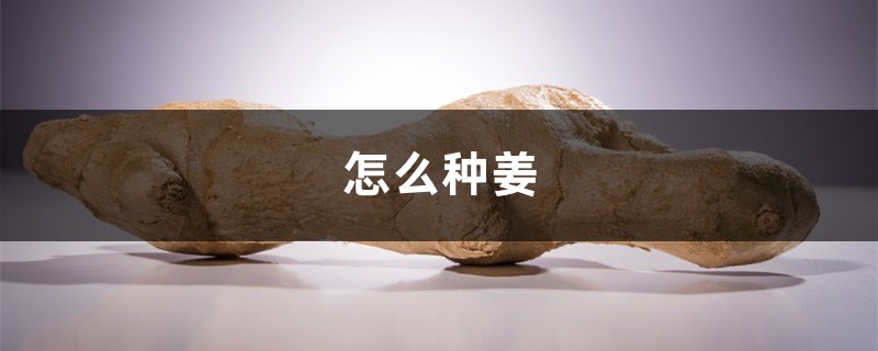 怎么种姜 怎么种姜