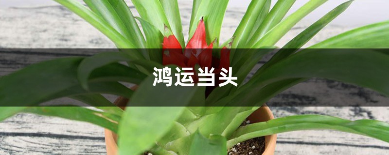 客厅里养盆“鸿运当头”,长得好看花开的旺,寓意生活红红火火! 客厅里养盆“鸿运当头”,长得好看花开的旺,寓意生活红红火火!