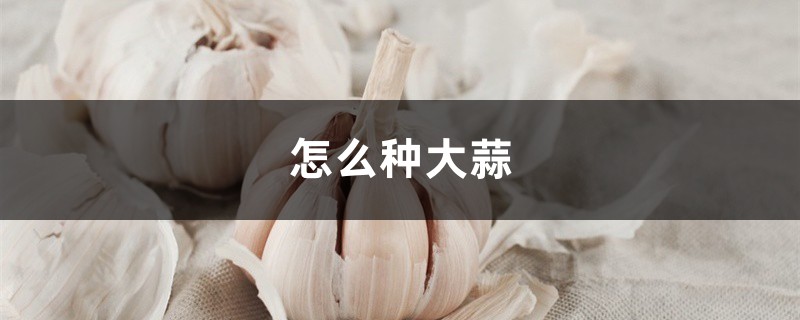 怎么种大蒜 怎么种大蒜