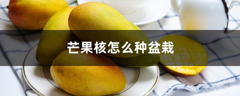 芒果核怎么种盆栽 芒果核怎么种盆栽
