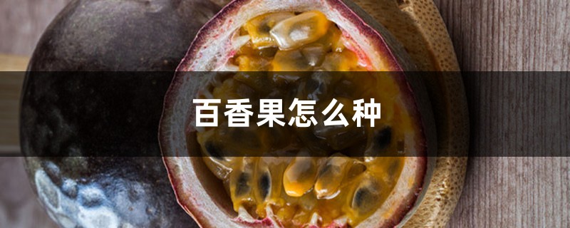 百香果怎么种 百香果怎么种