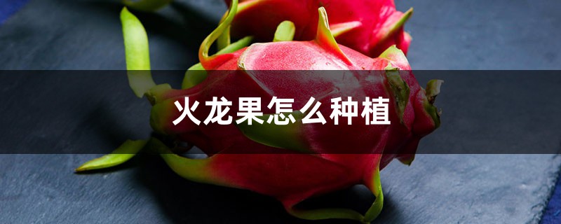 火龙果怎么种植 火龙果怎么种植