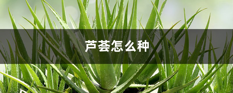 芦荟怎么种 芦荟怎么种