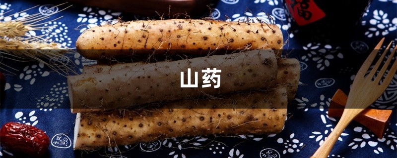 一节山药埋盆里,叶子呼呼爬满墙,来年挂满小豆豆! 一节山药埋盆里,叶子呼呼爬满墙,来年挂满小豆豆!