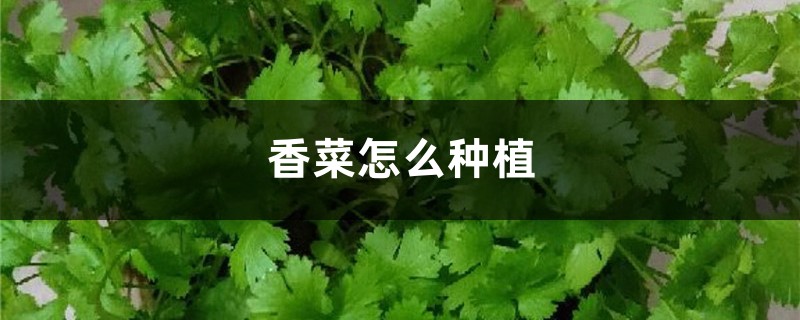 香菜怎么种植 香菜怎么种植