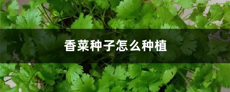 香菜种子怎么种植 香菜种子怎么种植