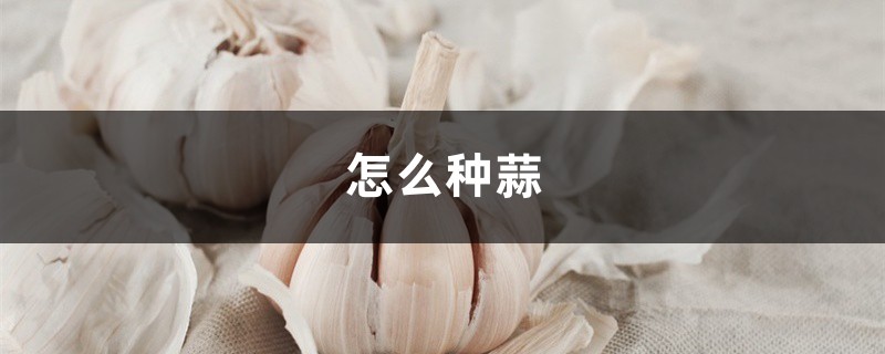 怎么种蒜 怎么种蒜