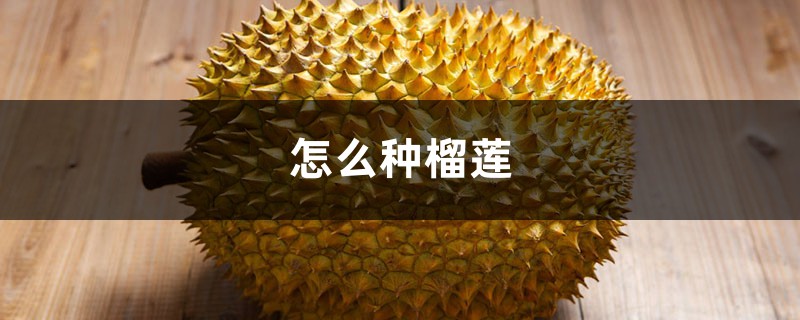怎么种榴莲 怎么种榴莲