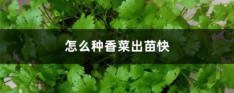 怎么种香菜出苗快 怎么种香菜出苗快