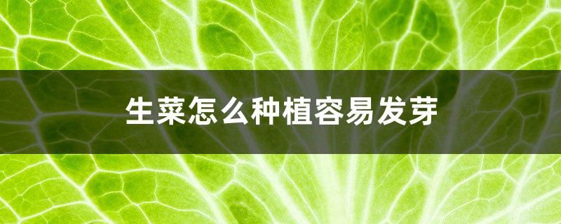 生菜怎么种植容易发芽 生菜怎么种植容易发芽