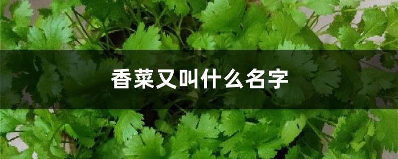 香菜又叫什么名字 香菜又叫什么名字