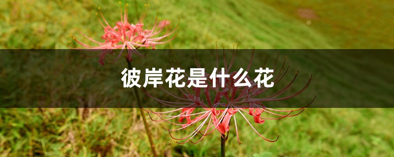 彼岸花是什么花 彼岸花是什么花