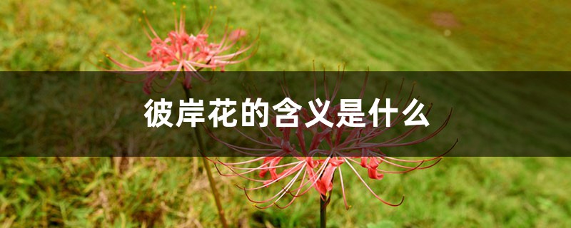 彼岸花的含义是什么 彼岸花的含义是什么